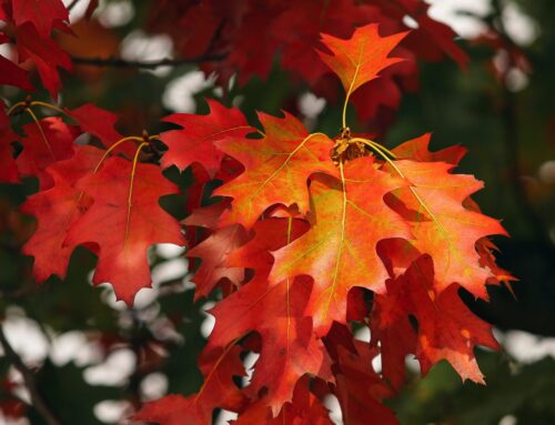 Market Volatility and Earnings Season Ahead